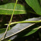 Centrosema virginianum (Fabaceae) - stem - showing leaf bases