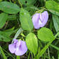 Centrosema virginianum (Fabaceae) - whole plant - in flower - general view