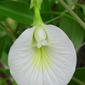Clitoria ternatea - white